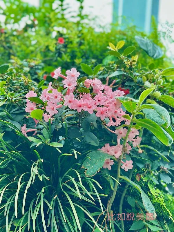 雲霧森林Cloud Forest