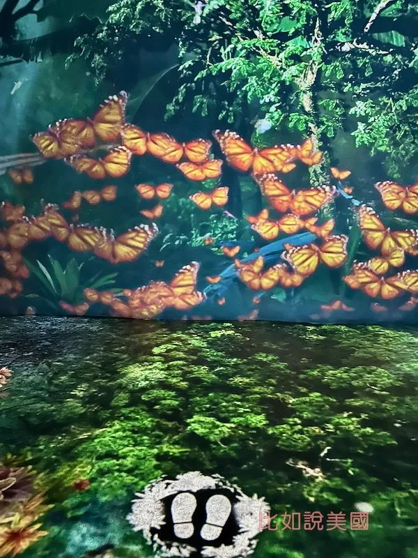 雲霧森林Cloud Forest