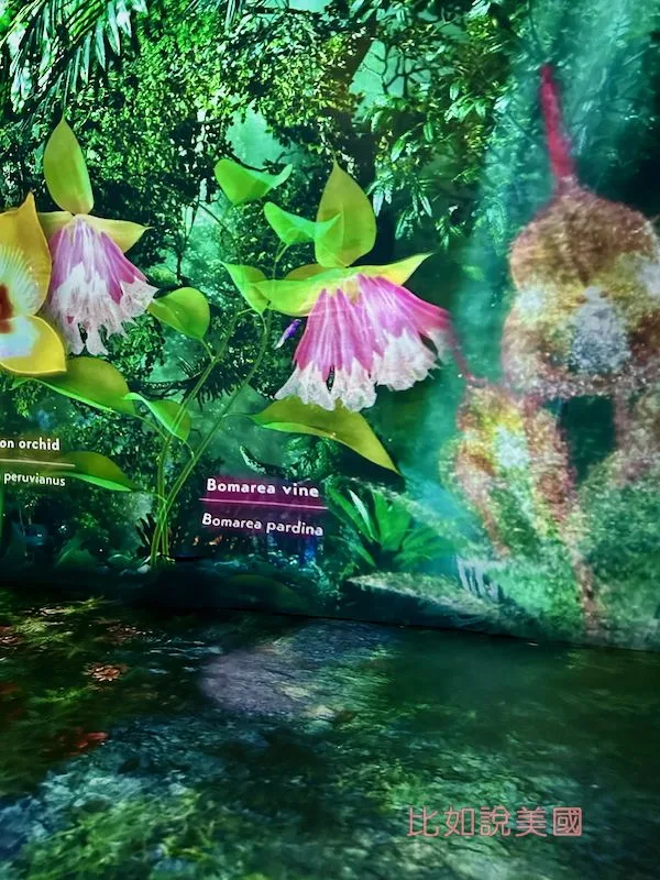 雲霧森林Cloud Forest