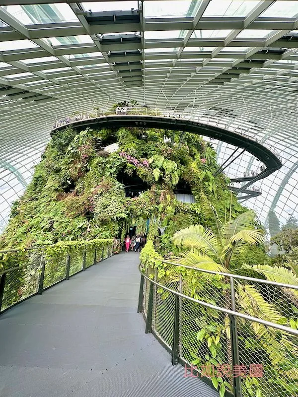 雲霧森林Cloud Forest
