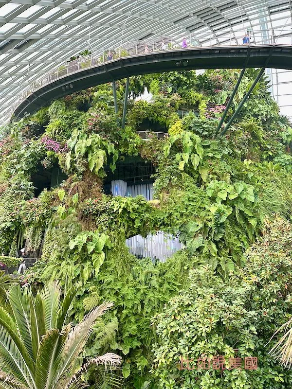 雲霧森林Cloud Forest