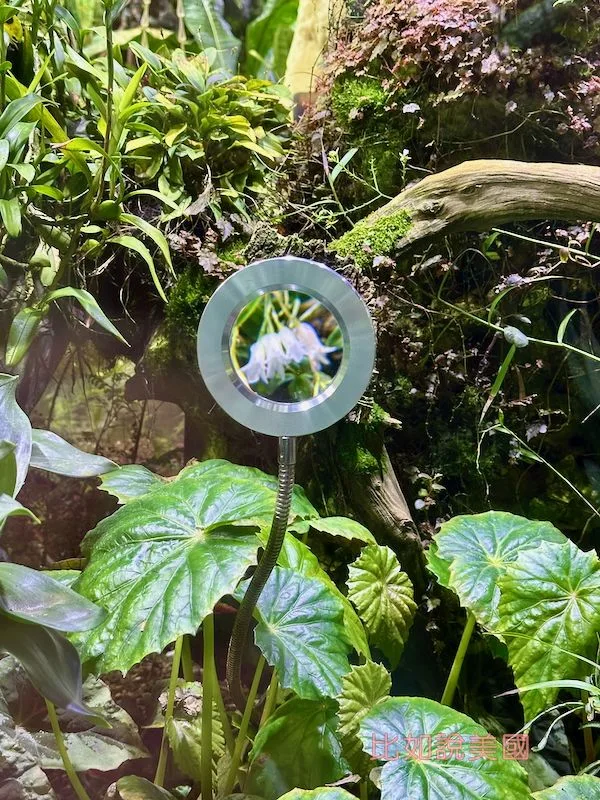 雲霧森林Cloud Forest