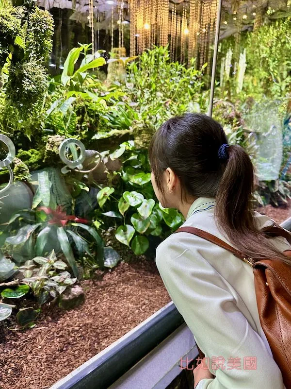 雲霧森林Cloud Forest