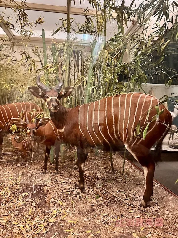 菲爾德博物館 Field Museum