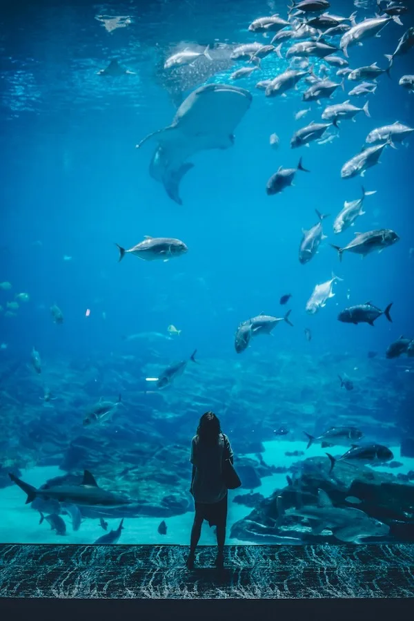 謝德水族館 Shedd Aquarium